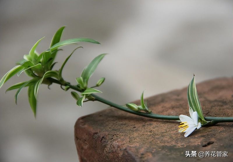 吊兰叶子发黄的原因以及解决方法「吊兰叶子发黄的原因以及解决方法视频」