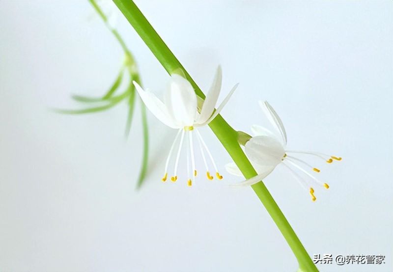 吊兰叶子发黄的原因以及解决方法「吊兰叶子发黄的原因以及解决方法视频」