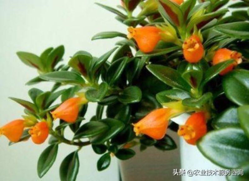 吊兰品种名称大全「吊兰品种名称大全图片」