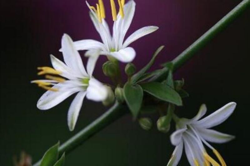 吊兰开花寓意是什么「金边吊兰开花寓意是什么」