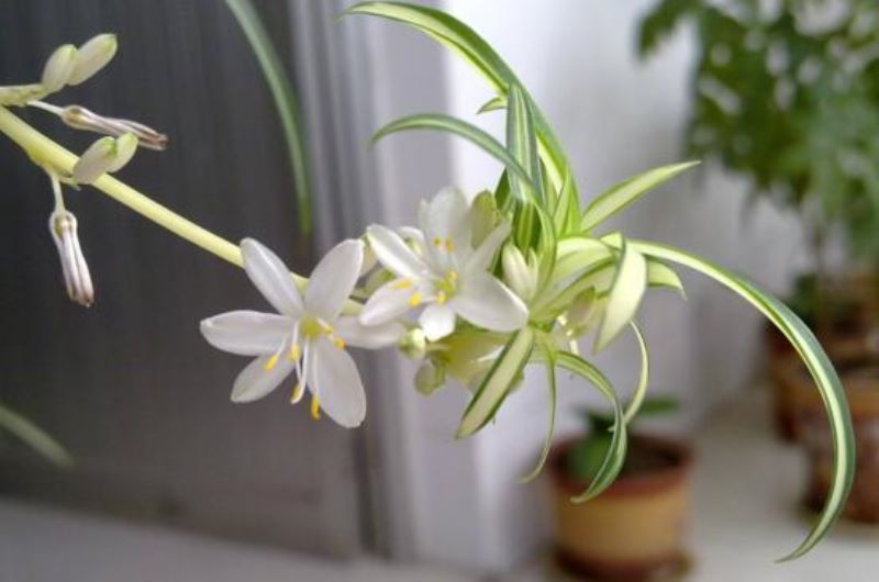 吊兰开花寓意是什么「金边吊兰开花寓意是什么」