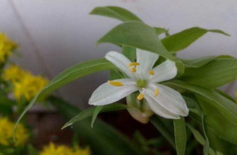 吊兰开花寓意是什么「金边吊兰开花寓意是什么」