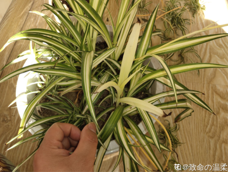 吊兰的种类和介绍「吊兰的种类和介绍图片」
