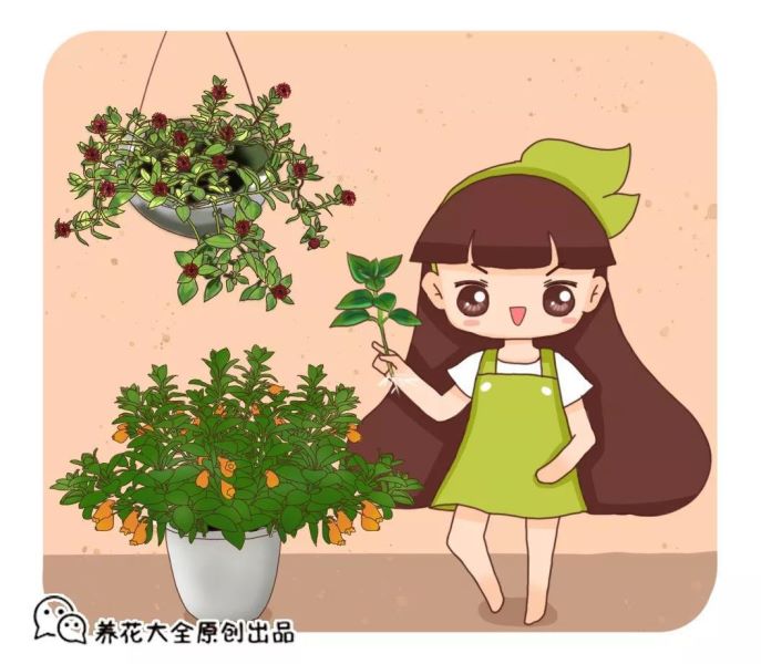 吊兰种类的绿植有哪些「吊兰种类的绿植有哪些品种」