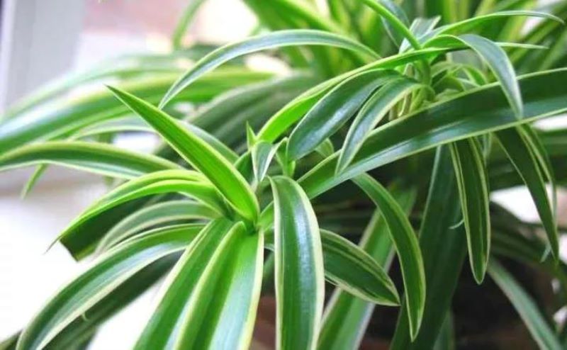 吊兰种类的绿植有哪些「吊兰种类的绿植有哪些品种」