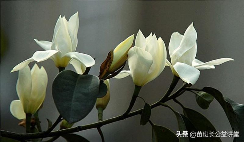 含笑花夏天如何养「含笑花夏天如何养护」
