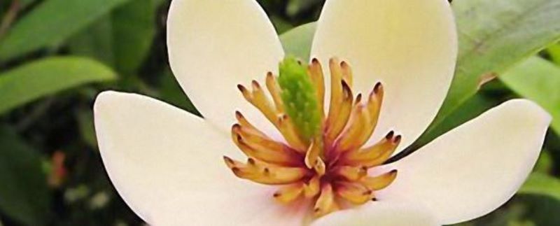 含笑花怎么养活「含笑花怎么养活过冬」
