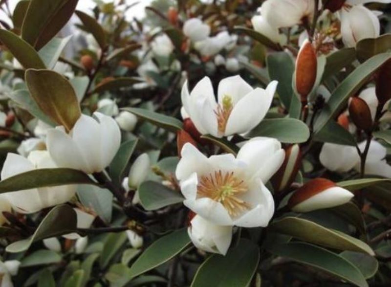 含笑花怎么养活「含笑花怎么养活过冬」