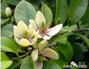 含笑花有毒吗阳台可以养吗「含笑花有毒吗阳台可以养吗」