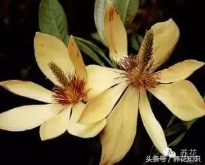 含笑花有毒吗阳台可以养吗「含笑花有毒吗阳台可以养吗」