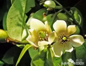 含笑花有毒吗阳台可以养吗「含笑花有毒吗阳台可以养吗」