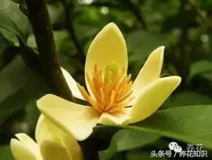 含笑花有毒吗阳台可以养吗「含笑花有毒吗阳台可以养吗」