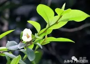 含笑花有毒吗阳台可以养吗「含笑花有毒吗阳台可以养吗」
