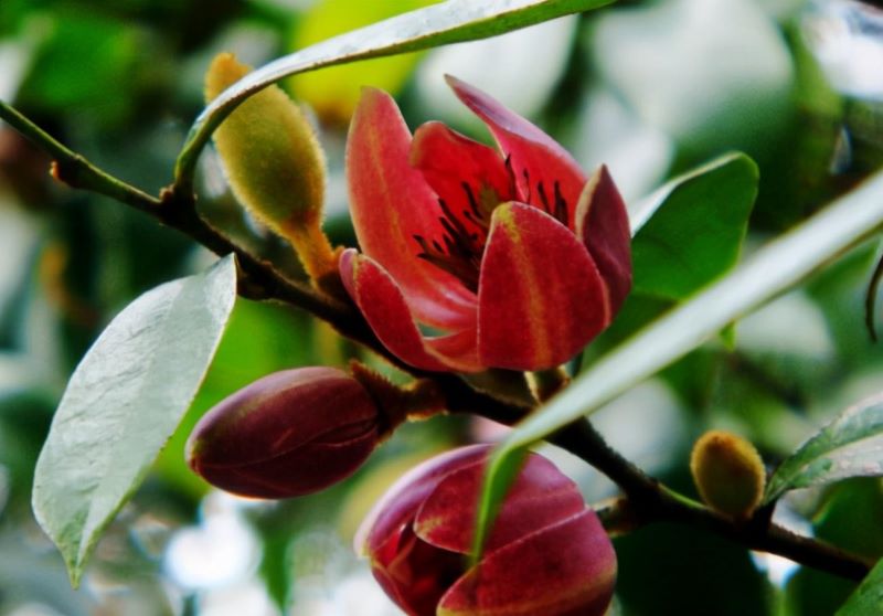 含笑花盆栽好养吗「含笑花盆栽好养吗视频」