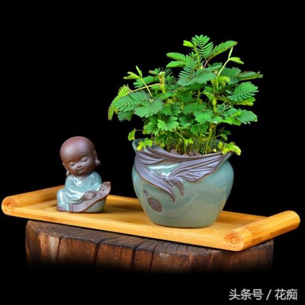 含羞草好不好养活「含羞草好不好养活」