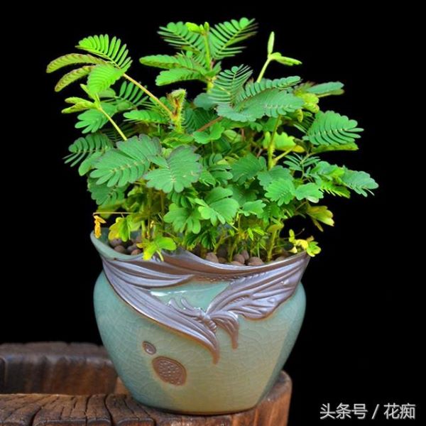 含羞草好不好养活「含羞草好不好养活」