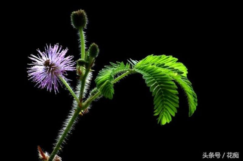 含羞草好不好养活「含羞草好不好养活」