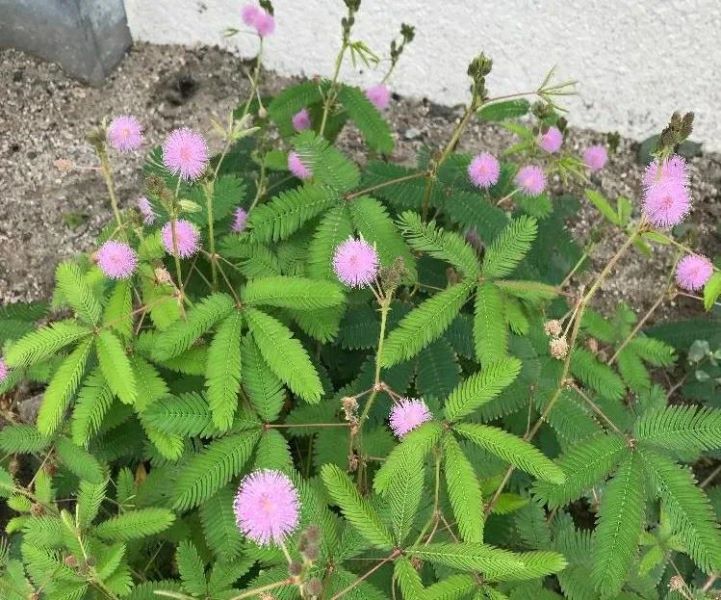 含羞草怎么种植方法几月播种「含羞草怎么种植方法几月播种最好」