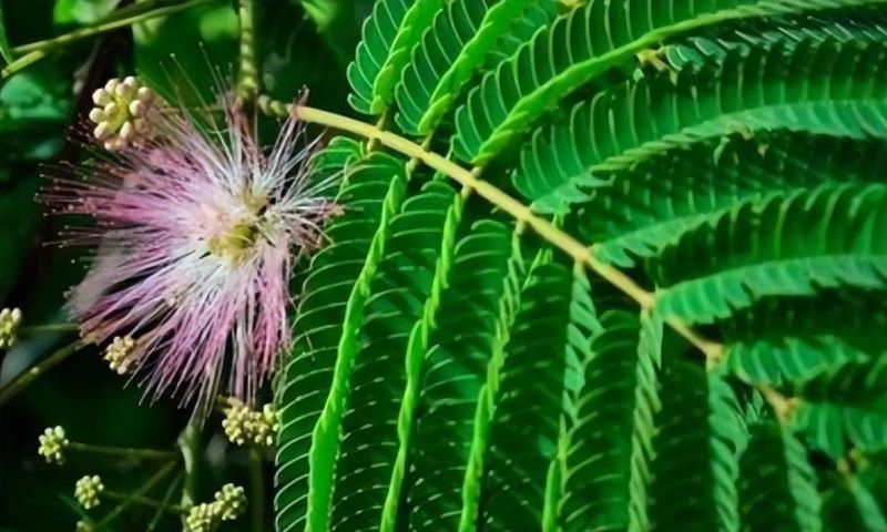 含羞草的详细介绍「含羞草的详细介绍的作文怎么写要有特点来写」