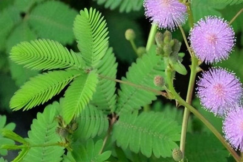含羞草的详细介绍「含羞草的详细介绍的作文怎么写要有特点来写」
