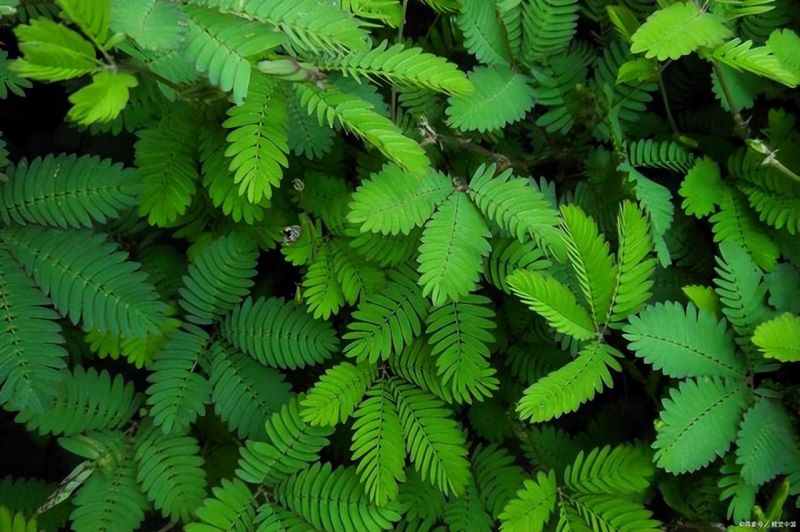 含羞草的详细介绍「含羞草的详细介绍的作文怎么写要有特点来写」