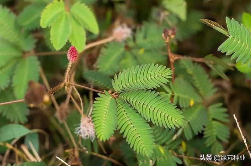 含羞草种子冬天能种吗「含羞草种子冬天能种吗视频」