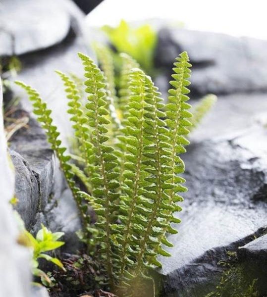 国家保护植物有哪些「国家保护植物有哪些图片」