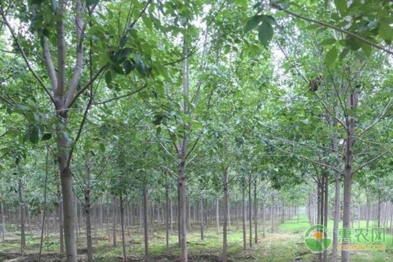 国槐种子什么时候播种「国槐种子什么时候播种最好」