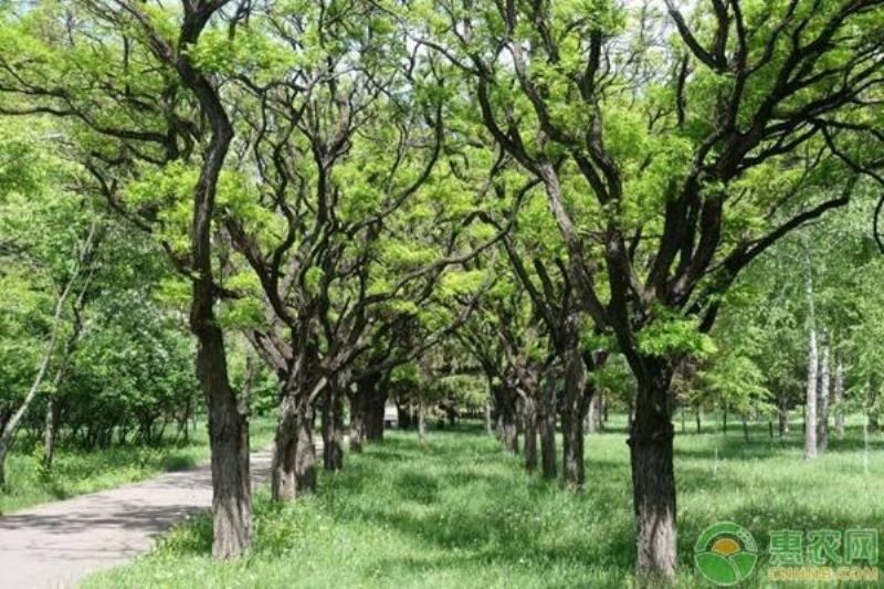 国槐种子什么时候播种「国槐种子什么时候播种最好」