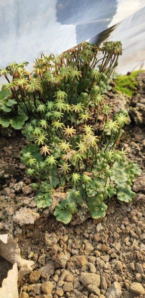 地钱是什么植物「地钱是什么植物是蕨类植物吗」