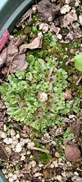 地钱是什么植物「地钱是什么植物是蕨类植物吗」