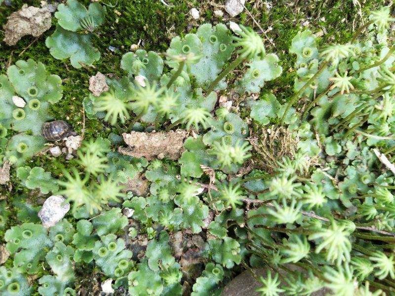 地钱是什么植物「地钱是什么植物是蕨类植物吗」