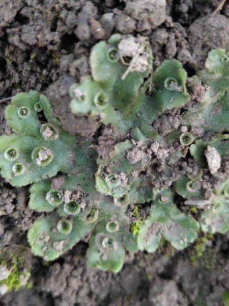 地钱是什么植物「地钱是什么植物是蕨类植物吗」