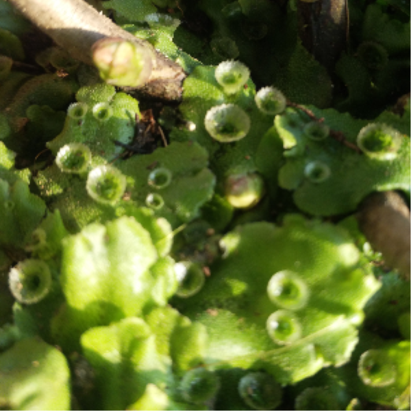 地钱是什么植物「地钱是什么植物是蕨类植物吗」
