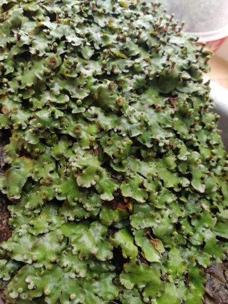 地钱是什么植物「地钱是什么植物是蕨类植物吗」