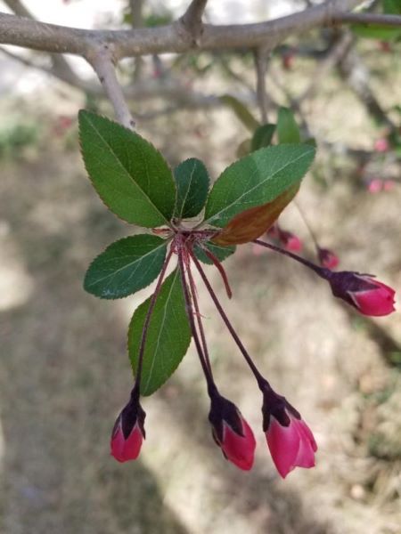 垂丝海棠什么时候开花「垂丝海棠什么时候开花结果」_1