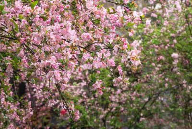 垂丝海棠什么时候开花「垂丝海棠什么时候开花结果」_1