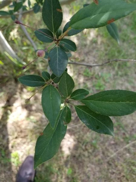 垂丝海棠什么时候开花「垂丝海棠什么时候开花结果」_1