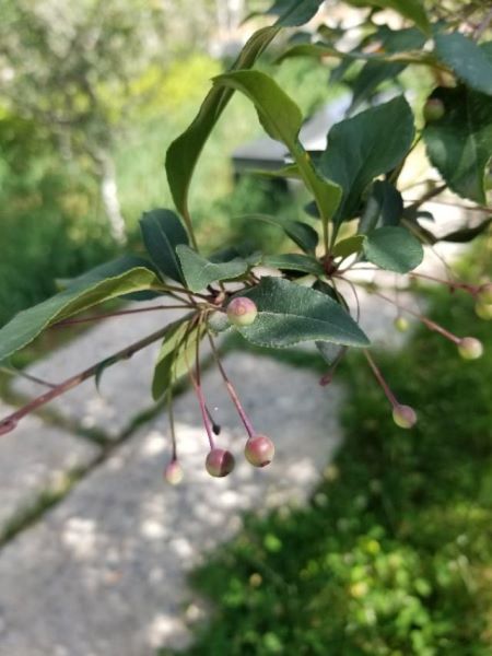 垂丝海棠什么时候开花「垂丝海棠什么时候开花结果」_1