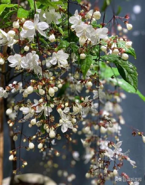 垂丝茉莉如何修剪「垂丝茉莉如何修剪视频」