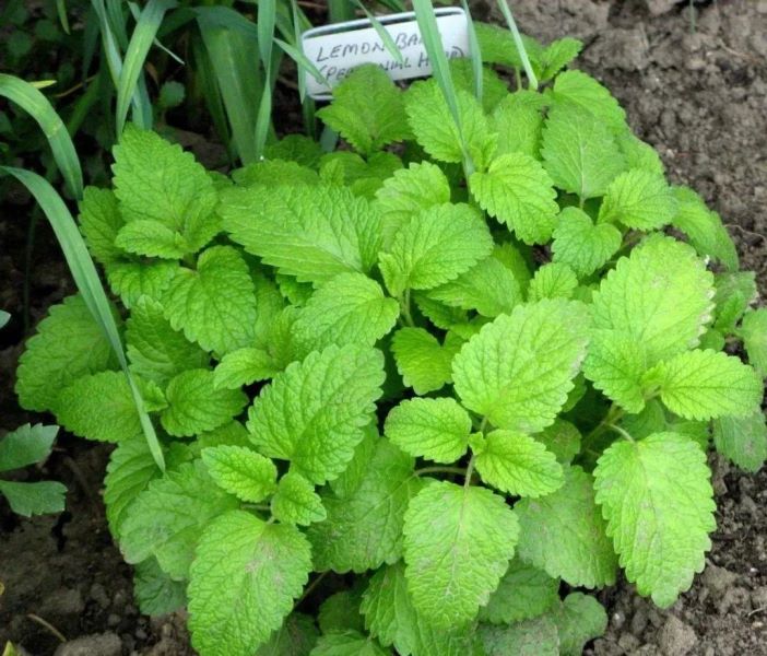 多年生植物有哪些「多年生植物有哪些列举出来」