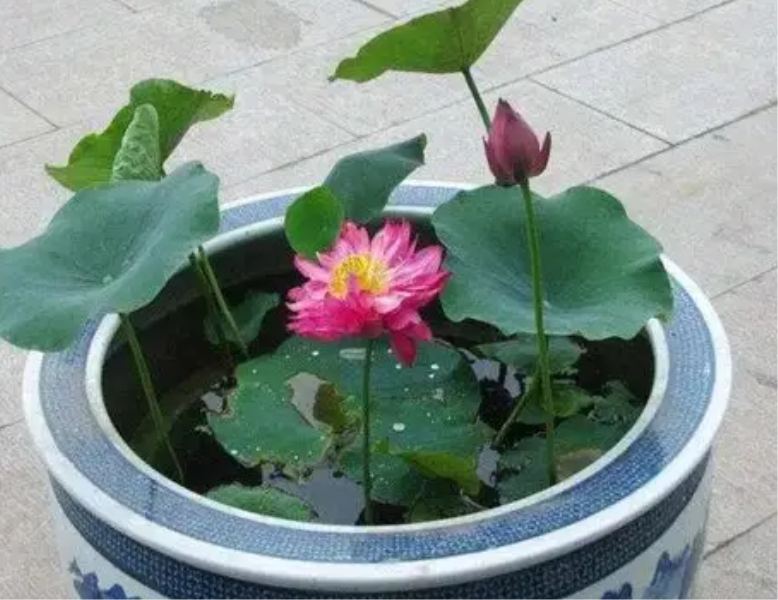 多年生水生植物有哪些「20种沉水植物」