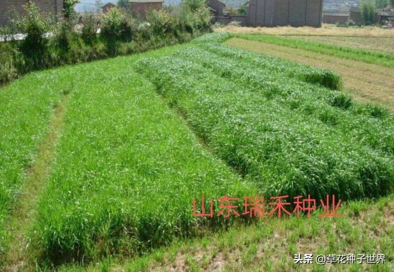多年生牧草品种有哪些「多年生牧草百度百科」