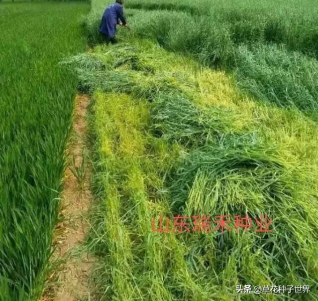 多年生牧草品种有哪些「多年生牧草百度百科」