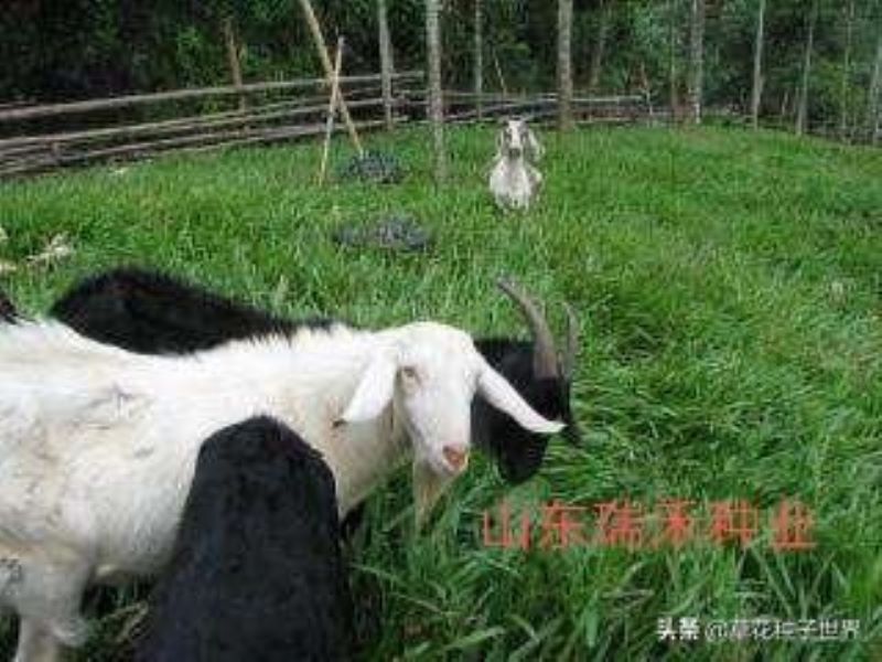 多年生牧草品种有哪些「多年生牧草百度百科」