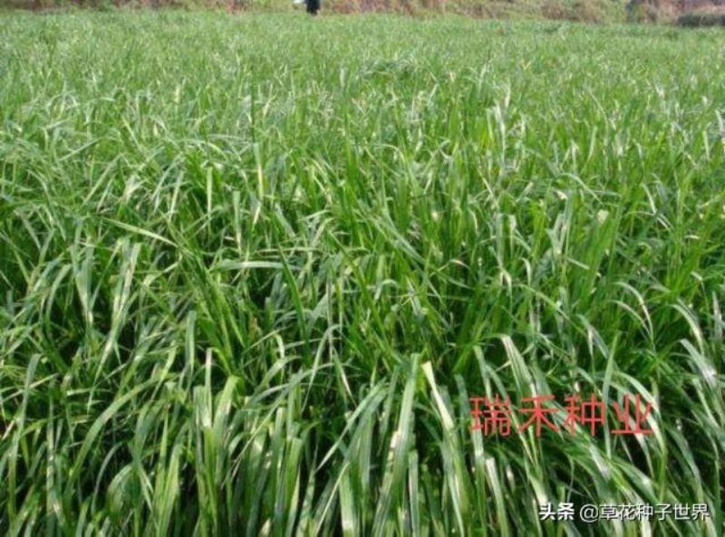 多年生牧草品种有哪些「多年生牧草百度百科」