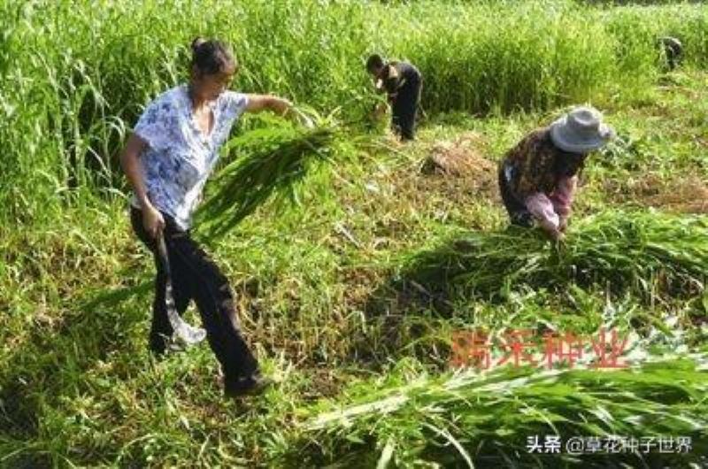 多年生牧草品种有哪些「多年生牧草百度百科」