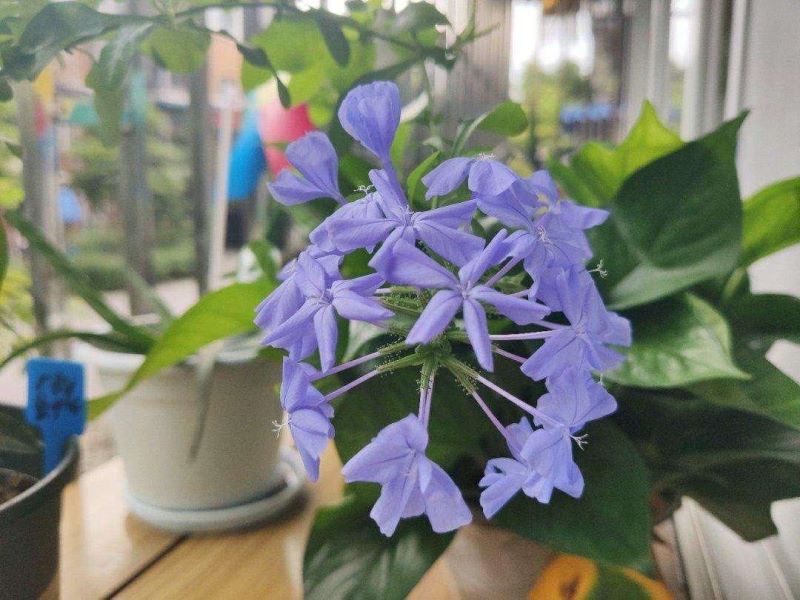多年生的花卉有哪些「多年生的花卉有哪些品种」