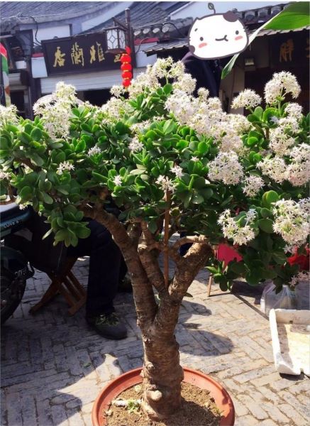 多年生盆栽植物有哪些「多年生盆栽植物有哪些品种」