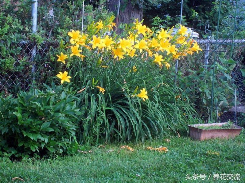 多年生花卉植物有哪些「50种露地宿根花卉」